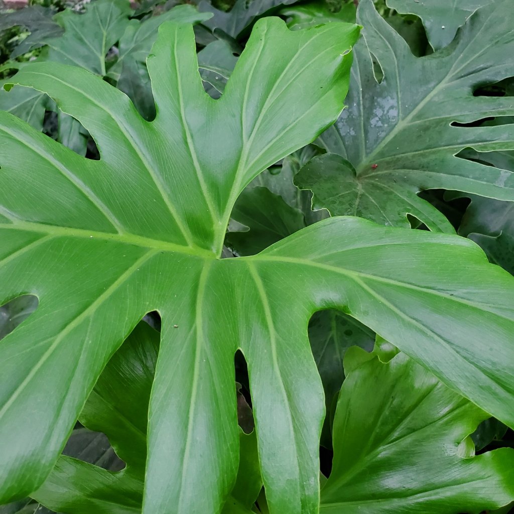 Selloum Philodendron, Hope Philodendron - Image 3