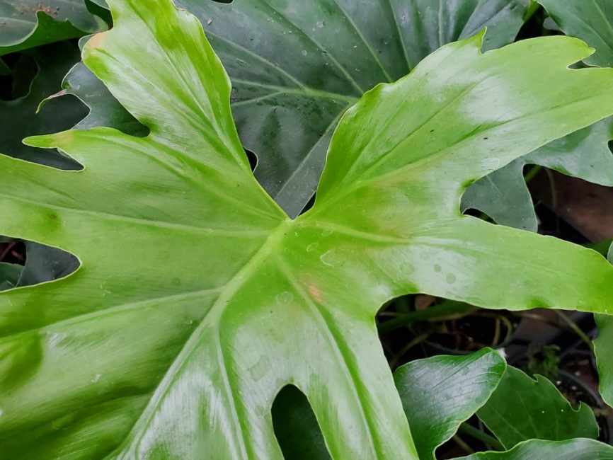 Selloum philodendron with large glossy dark-green lobed leaves by Studley Flower Gardens
