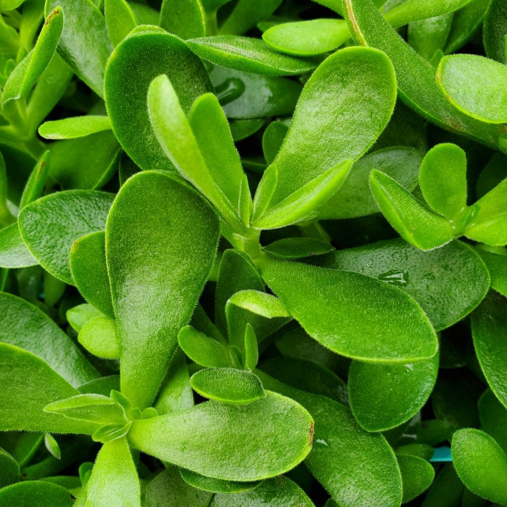 Money Maker Crassula - Image 2