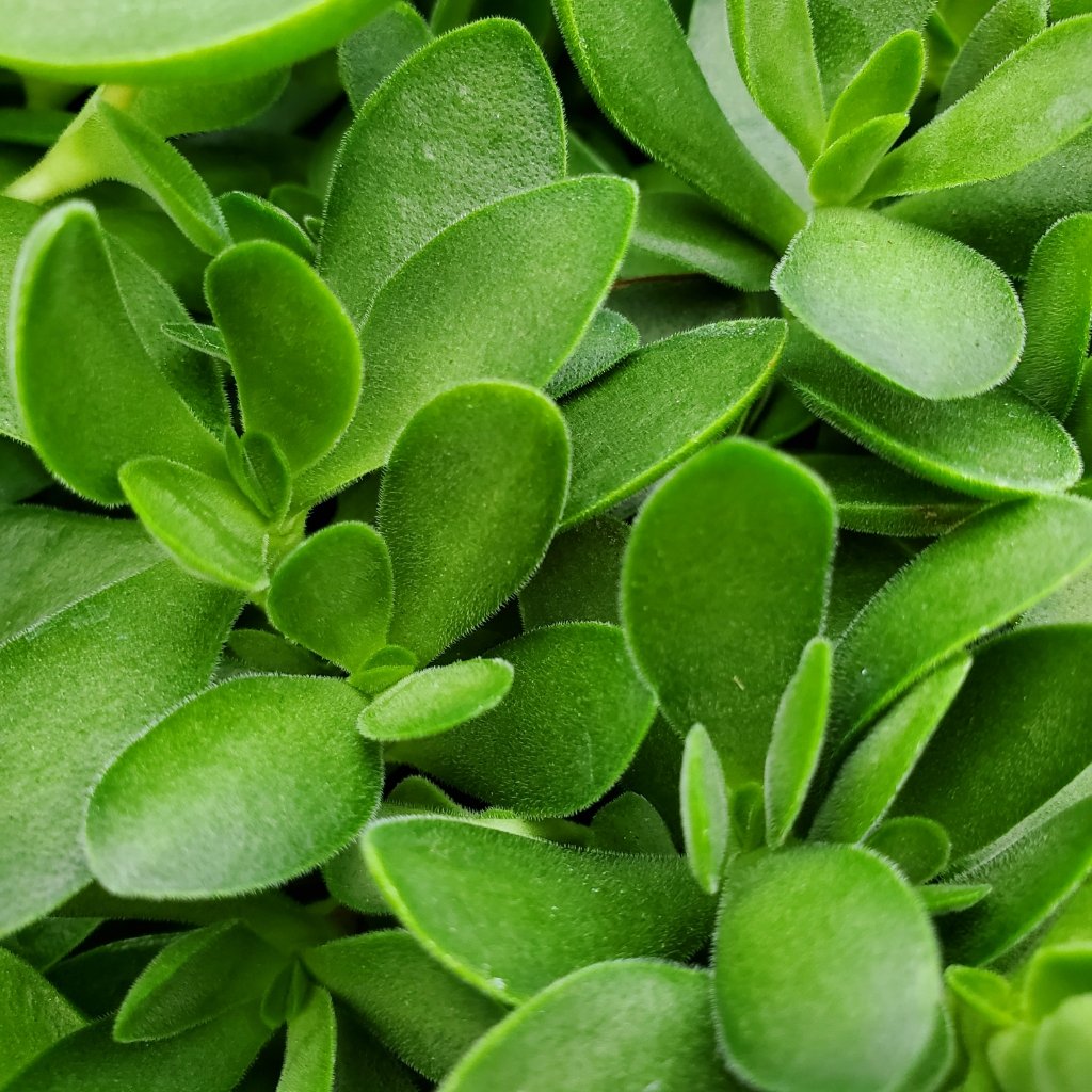 Money Maker Crassula - Image 3