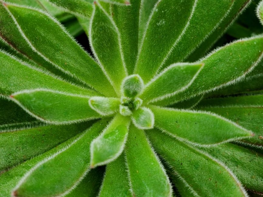 Arrow Echeveria succulent with long slender hairy leaves curling upward by Studley Flower Gardens