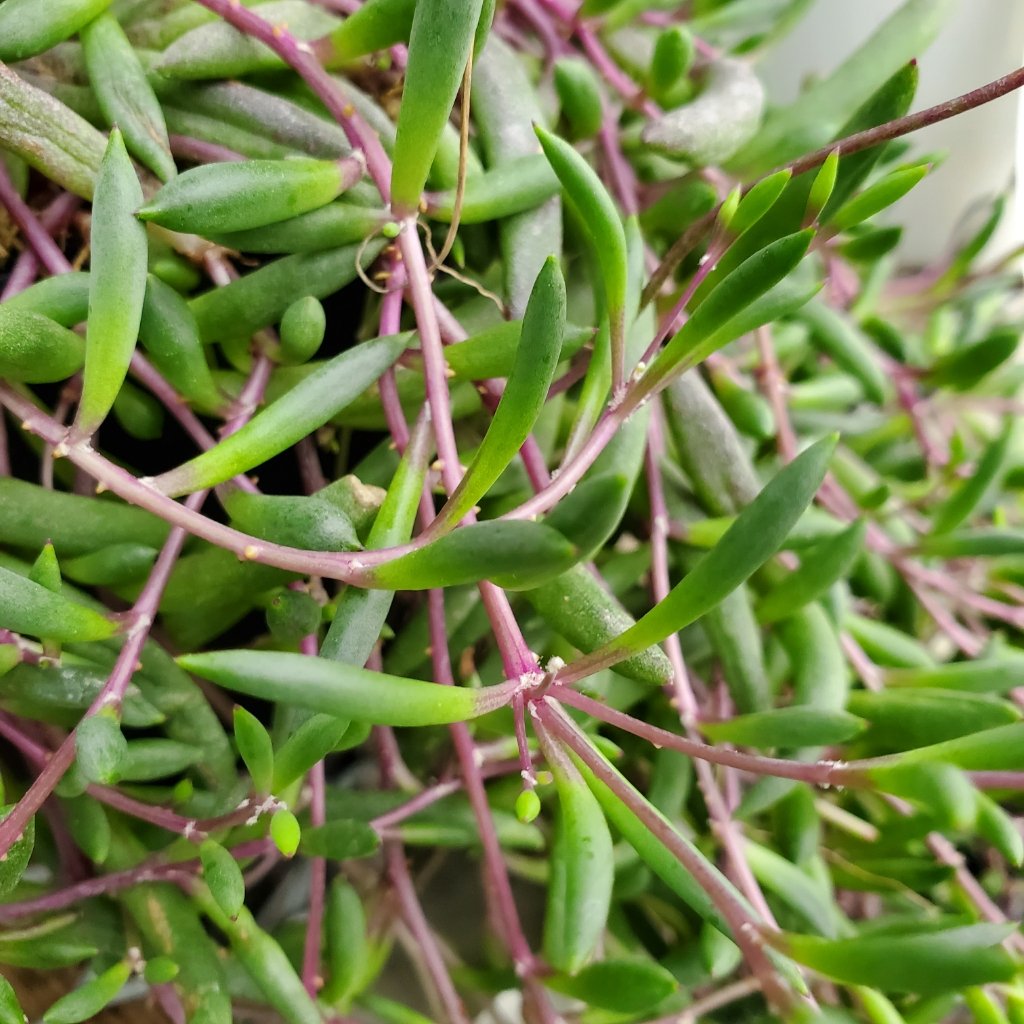 Little Pickles - Image 2