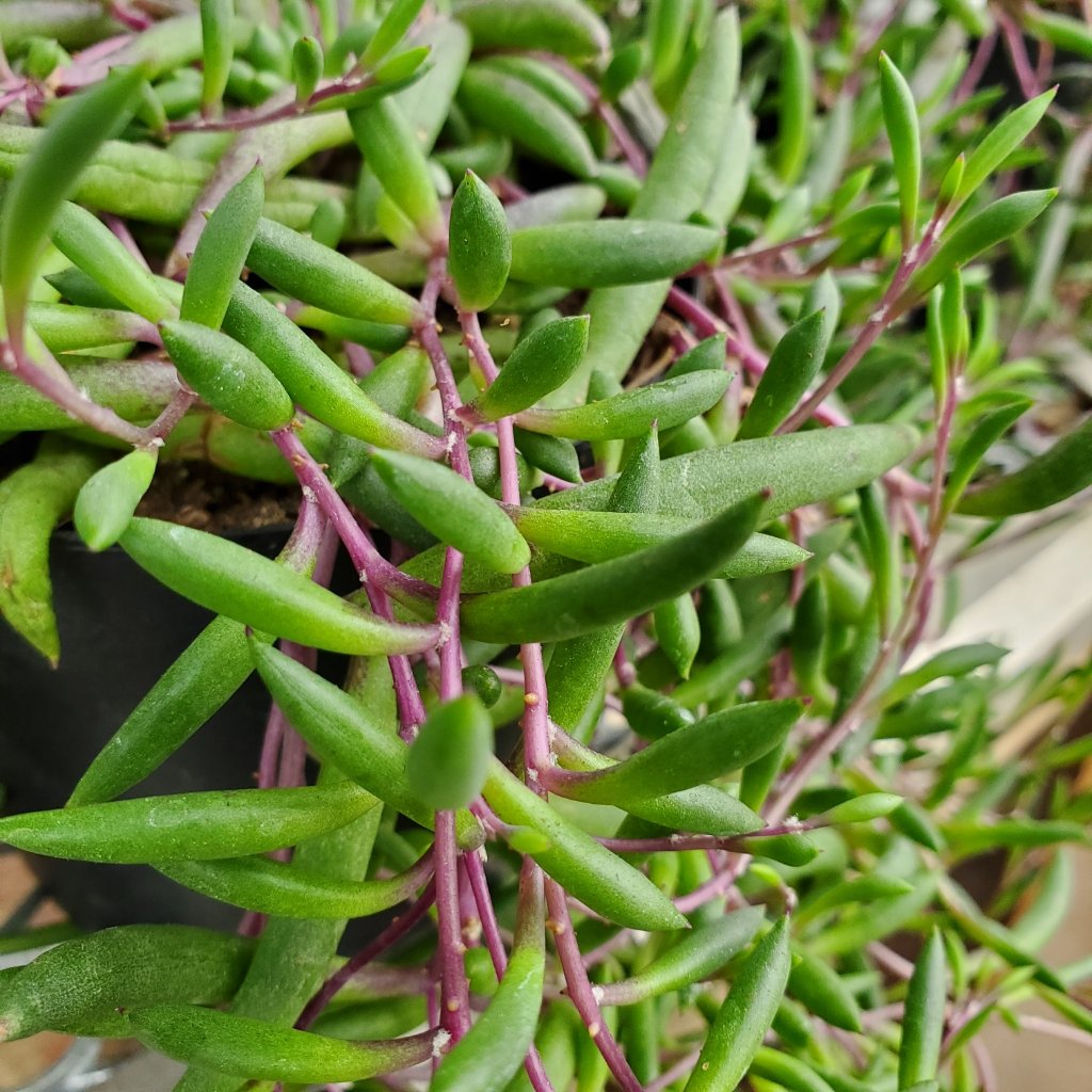 Little Pickles - Image 3