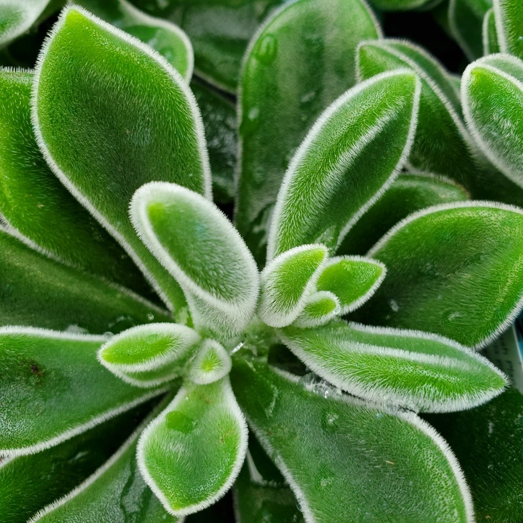 Plush Plant Echeveria - Image 3