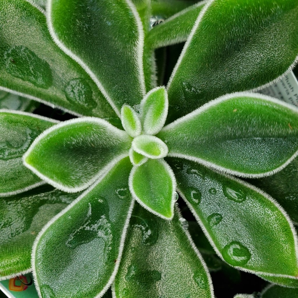 Plush Plant Echeveria - Image 2