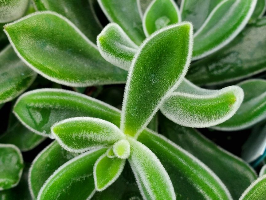 Plush Plant Echeveria succulent with soft silver-white frosted leaves and red tips by Studley Flower Gardens detail image
