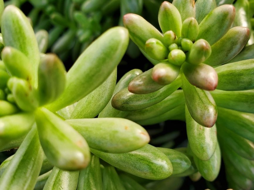 Aurora jelly bean plant with colorful thick succulent leaves by Studley Flower Gardens detail image