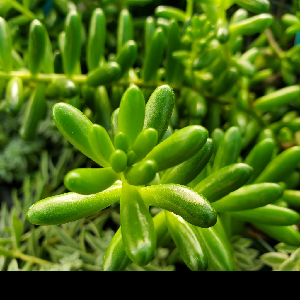 Green Pork & Beans, Jelly Bean Plant - Image 3