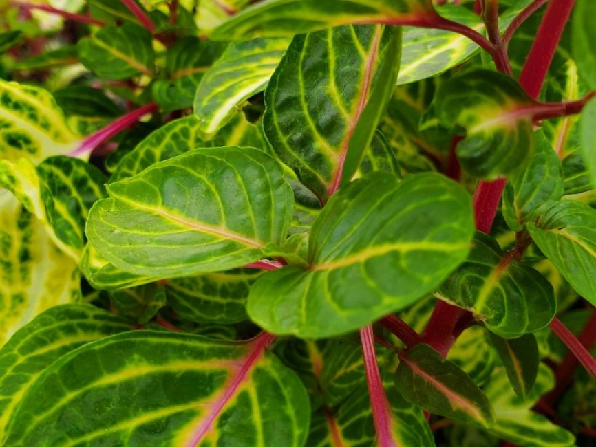 Variegated heart iresine with vibrant pink and green leaves by Studley Flower Gardens