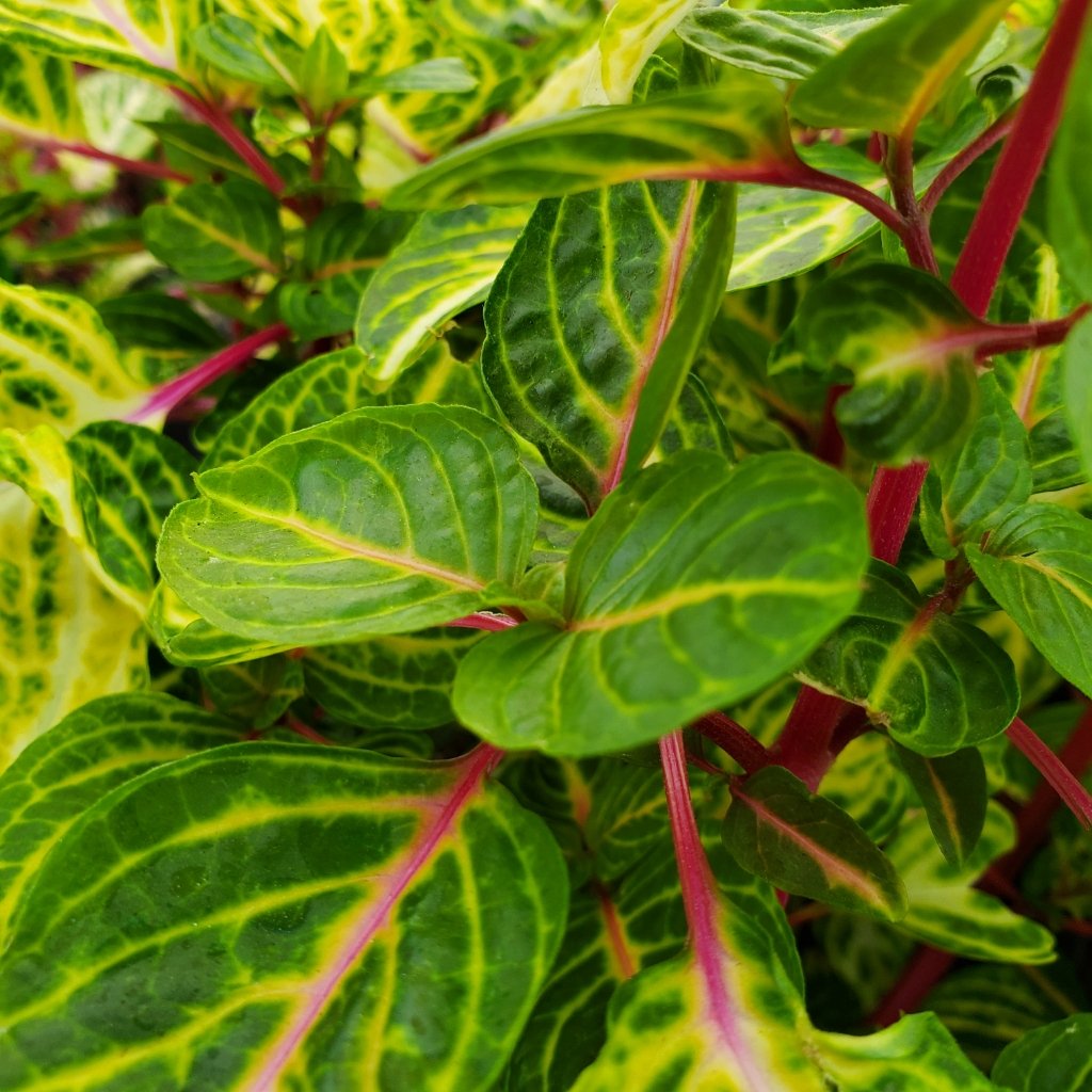 Variegated heart iresine with vibrant pink and green leaves by Studley Flower Gardens