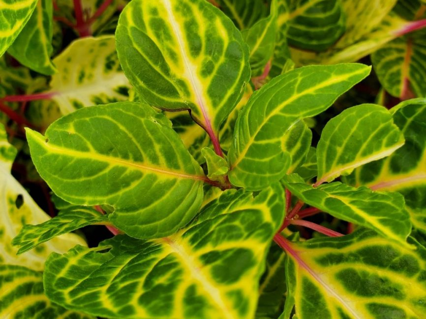 variegated heart iresine detail image