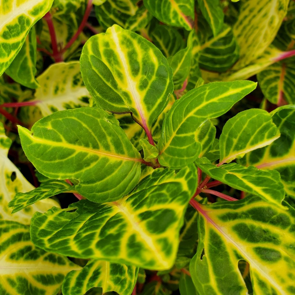 variegated heart iresine detail image
