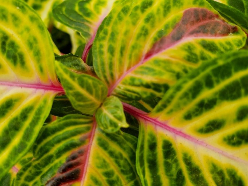 Variegated Heart Iresine with bright pink stems and yellow-green variegated leaves by Studley Flower Gardens detail image