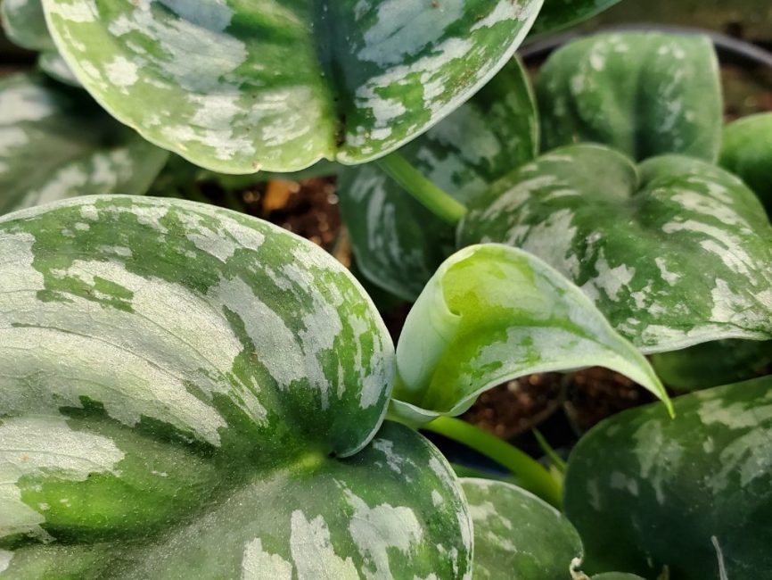 Satin pothos trailing vine with velvety, silvery variegated leaves by Studley Flower Gardens detail image