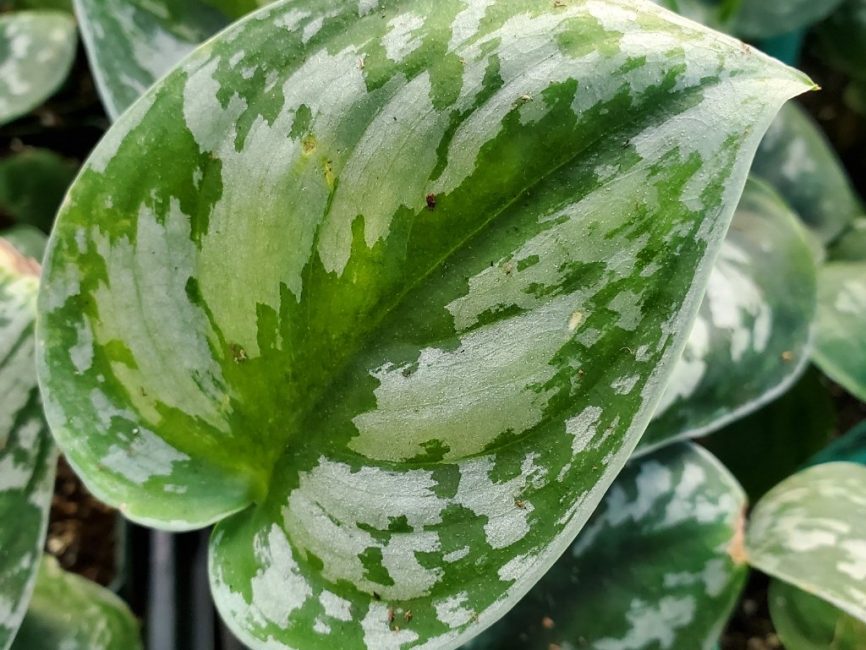 satin pothos detail image