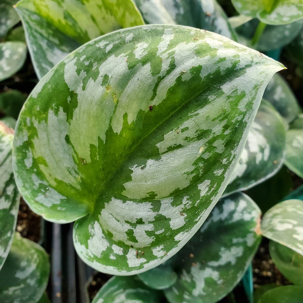 Satin Pothos - Image 2