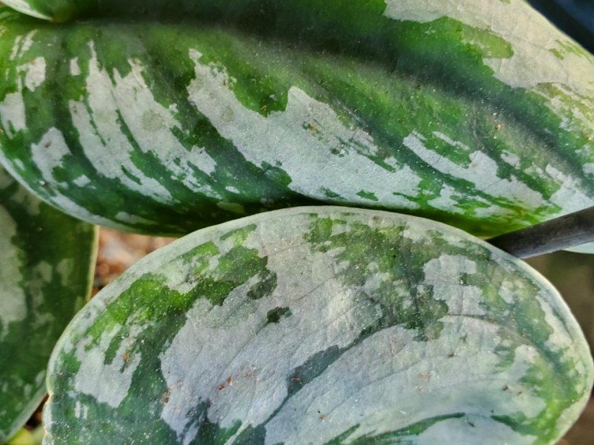 Satin pothos trailing vine with variegated leaves by Studley Flower Gardens