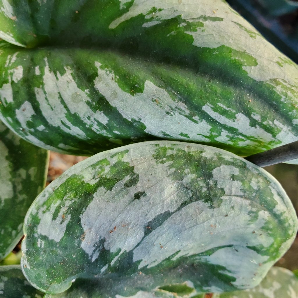 Satin Pothos - Image 3