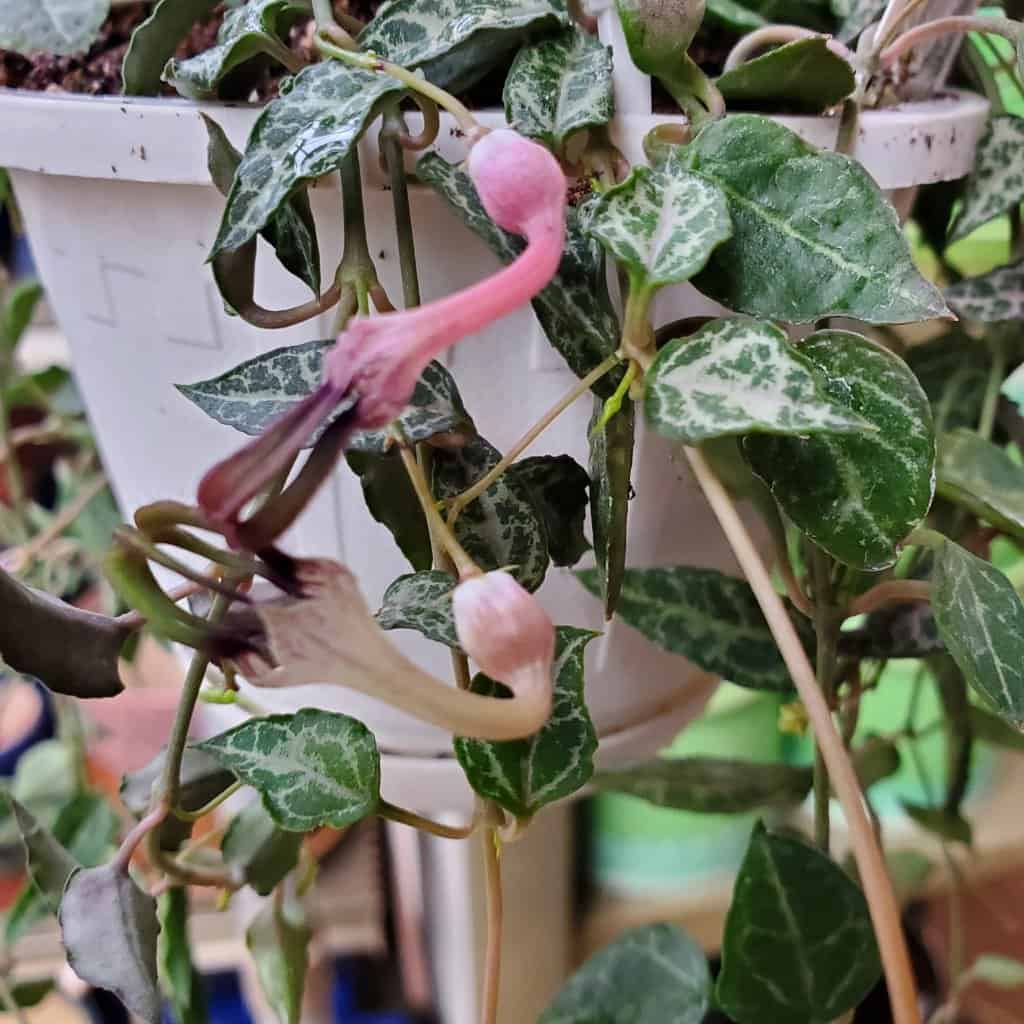 String of Spades - Image 3