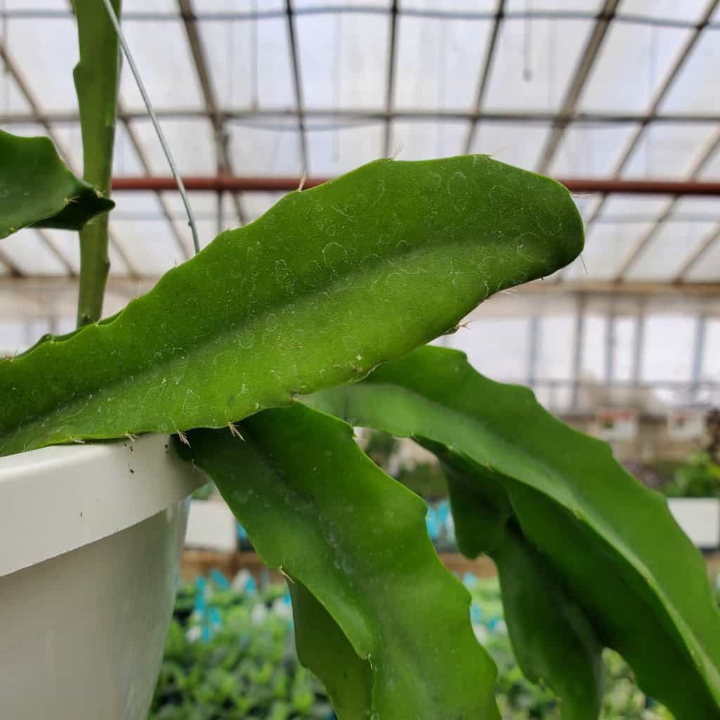 Pink Orchid Cactus - Image 3