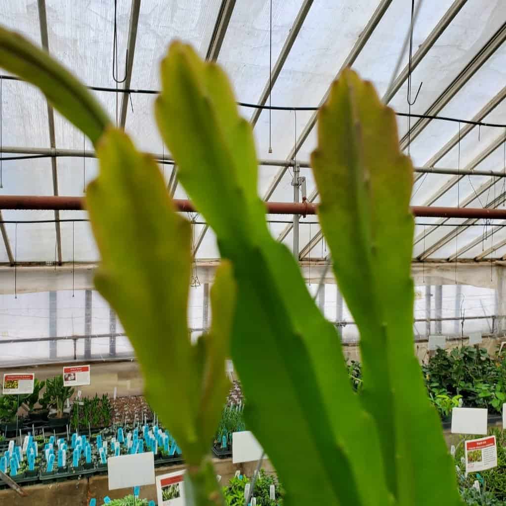 Pink Orchid Cactus - Image 2