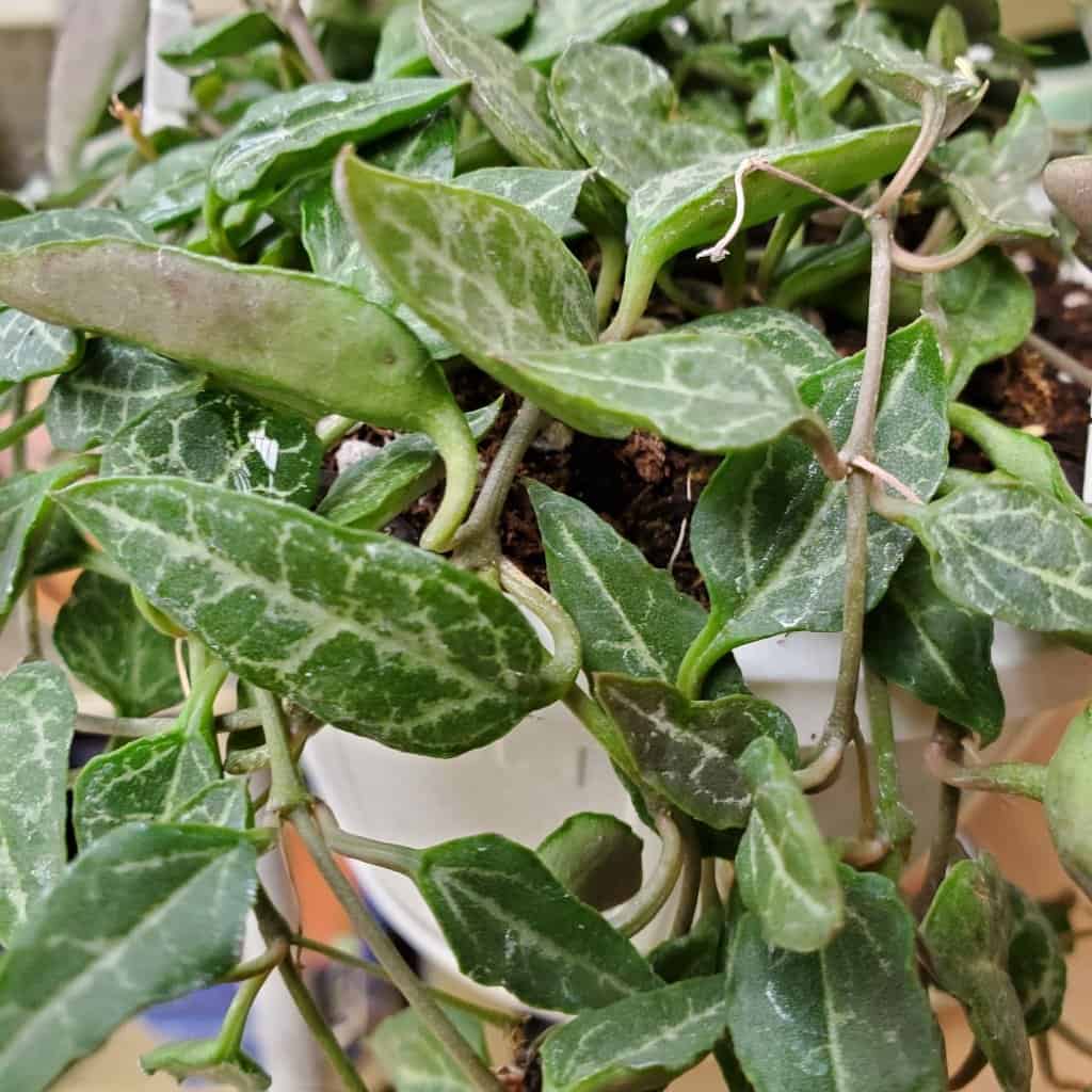 String of Spades - Image 2