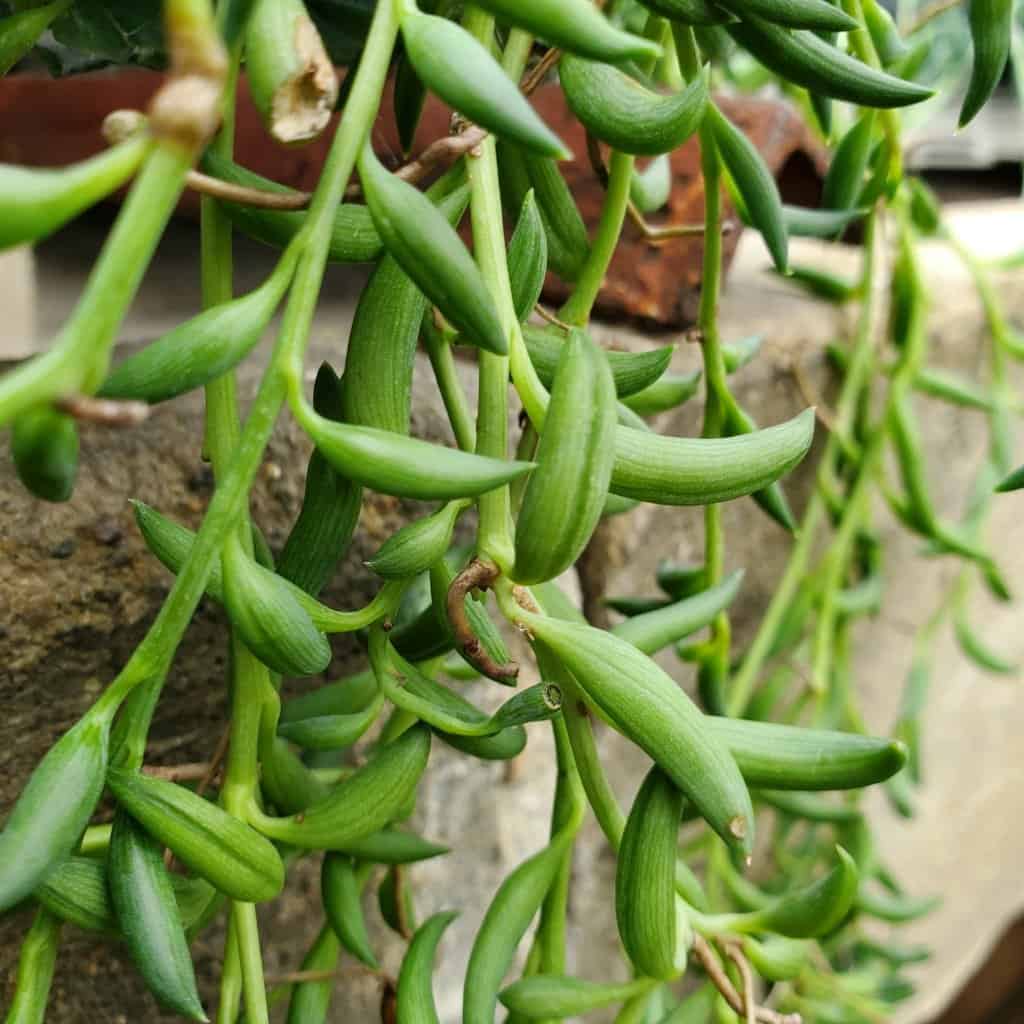 String of Bananas - Image 3