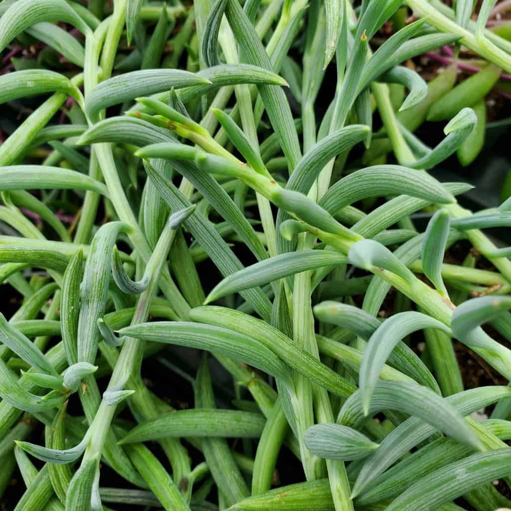 String of Fish Hooks - Image 2