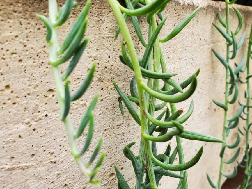 String of fish hooks succulent with silvery green trailing hooked foliage by Studley Flower Gardens