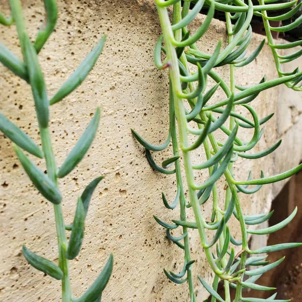 String of Fish Hooks - Image 3