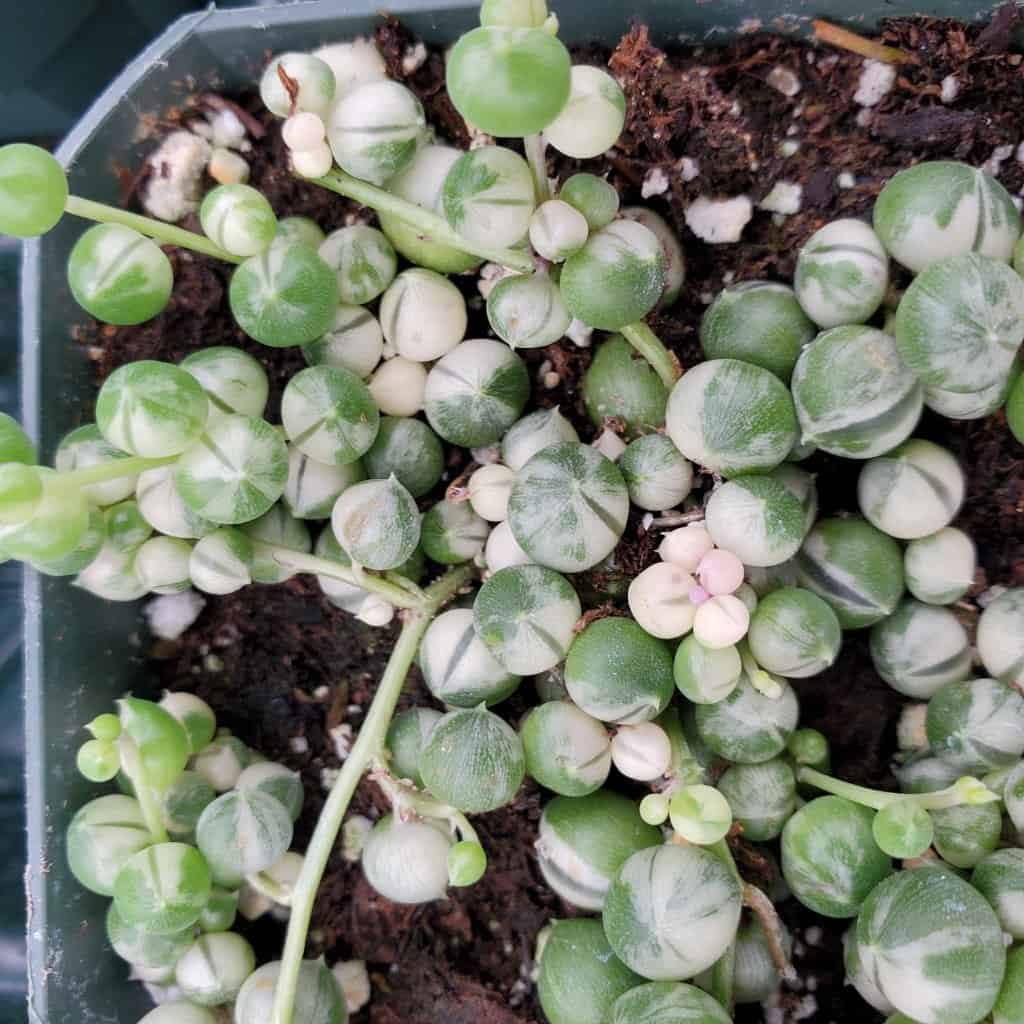 Variegated String of Pearls - Image 2