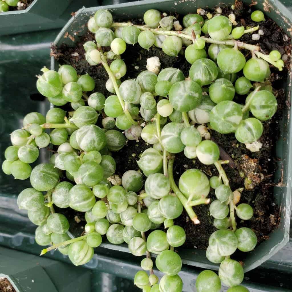 Variegated String of Pearls - Image 3
