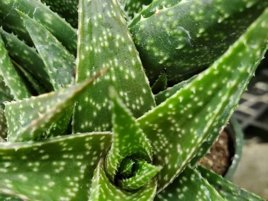 Lace aloe succulent with spiky leaves in natural light by Studley Flower Gardens