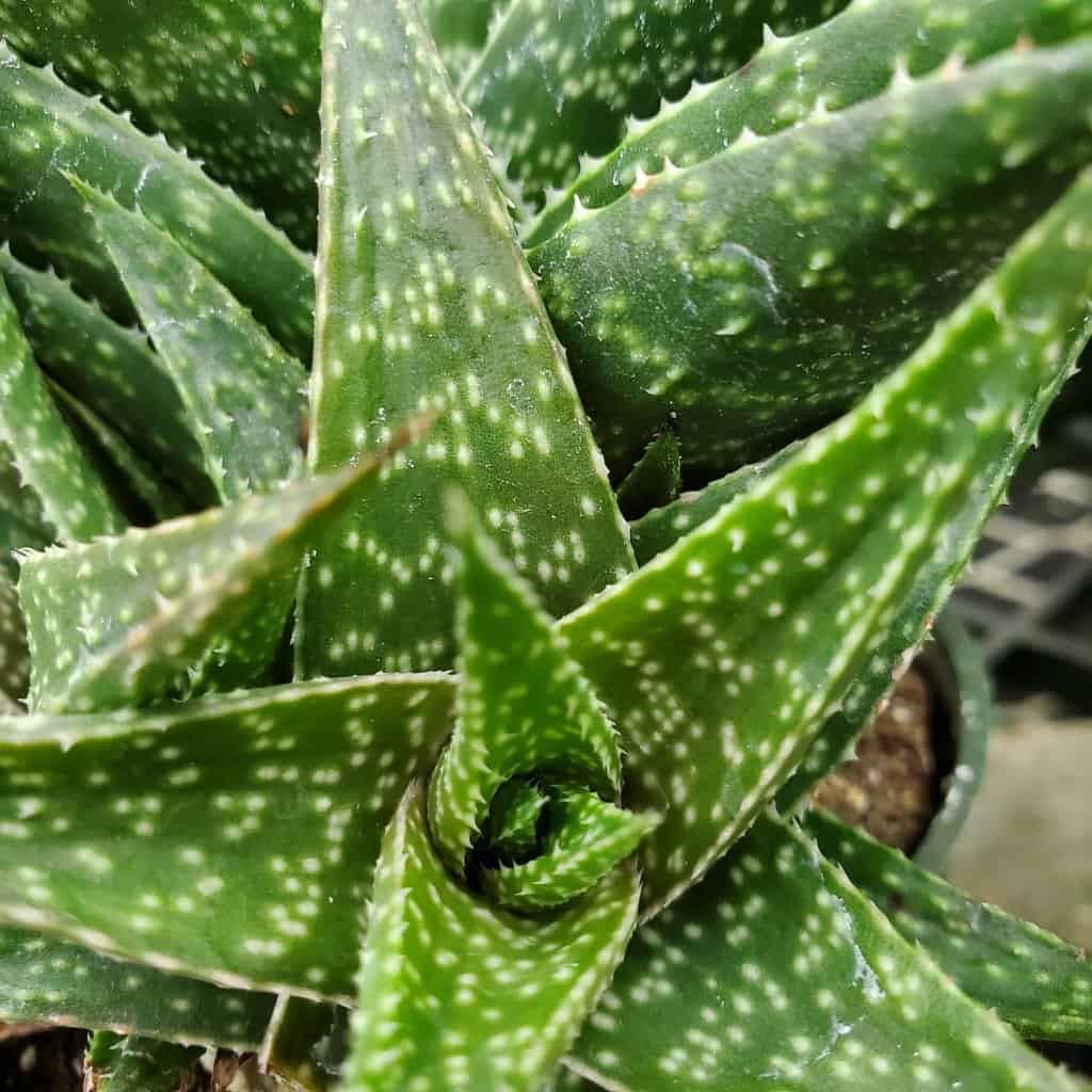 Lace Aloe - Image 3