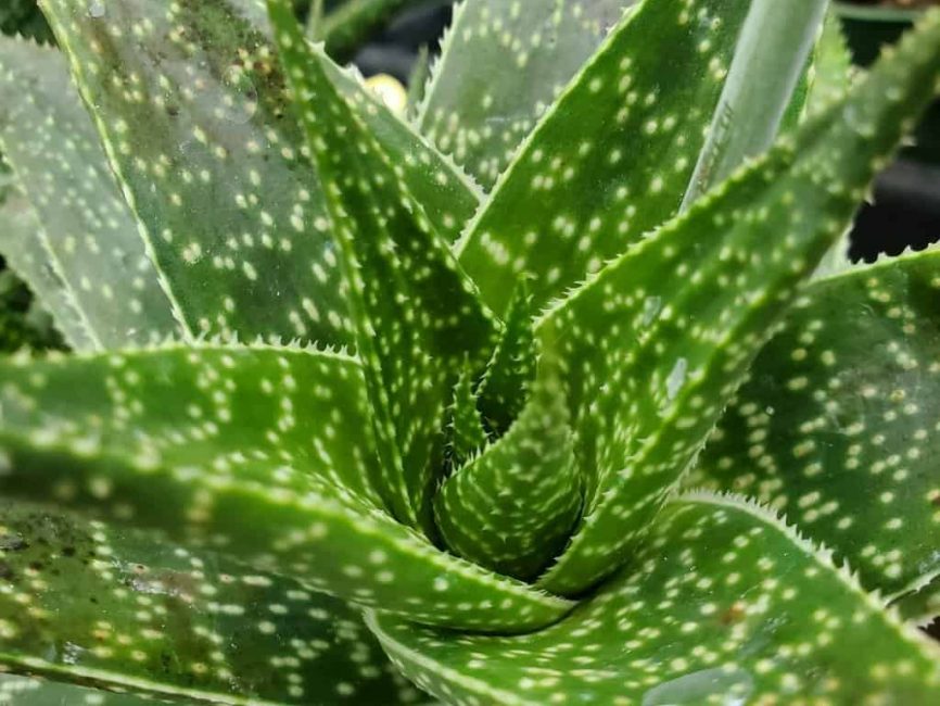 lace aloe detail image