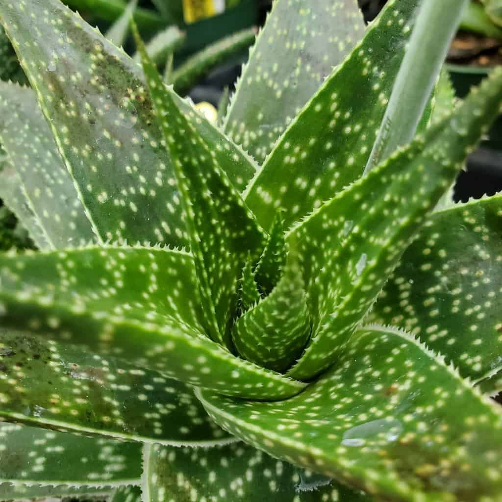 Lace Aloe - Image 2