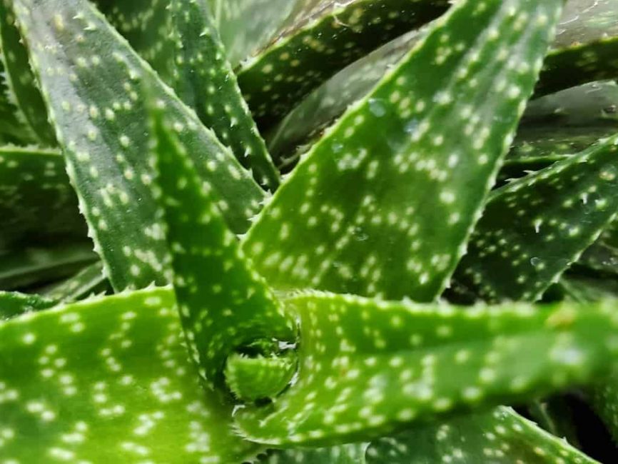 Lace aloe succulent with dark green spiny leaves and white spots by Studley Flower Gardens