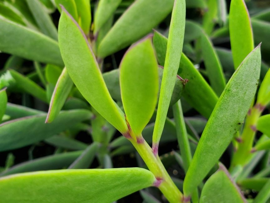 Senecio crassissimus succulent with upright purple stems and silvery-green leaves by Studley Flower Gardens