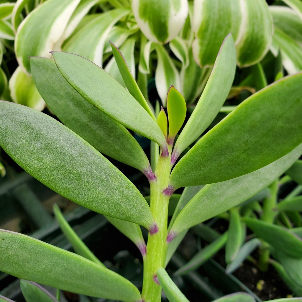 Senecio crassissimus - Image 3