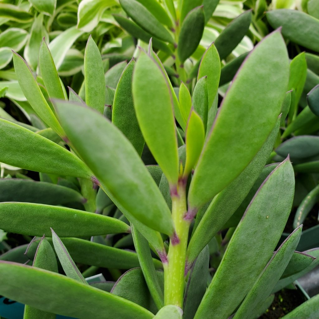 Senecio crassissimus - Image 2