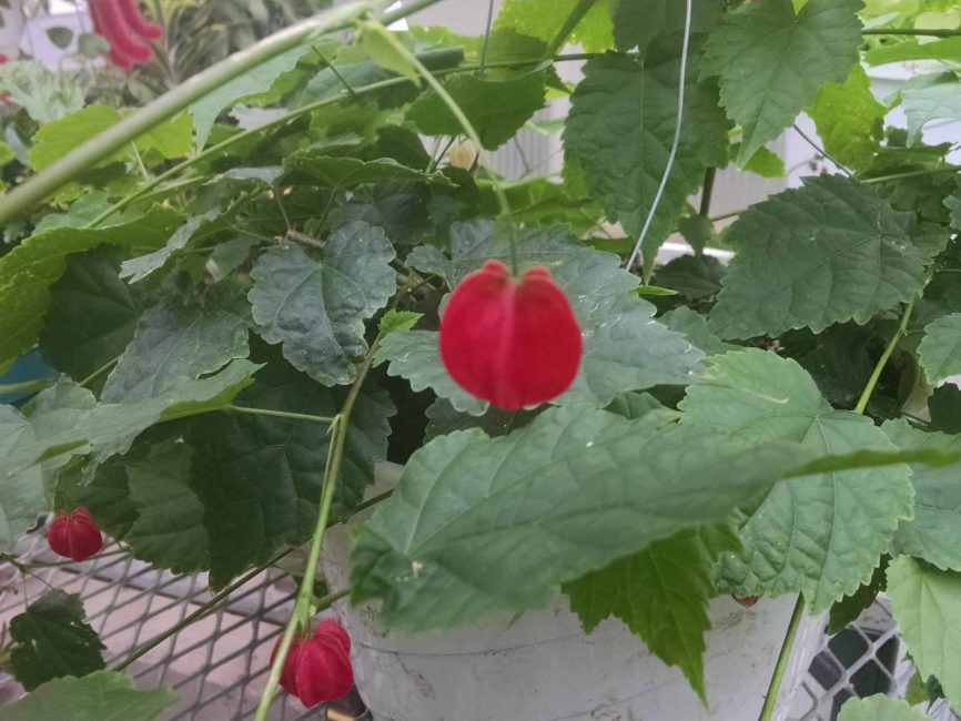 Big Belle flowering maple with long trailing stems by Studley Flower Gardens