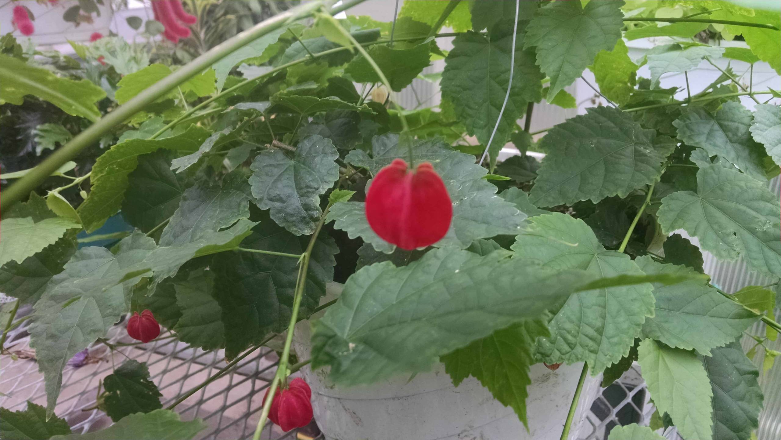 Big Belle flowering maple with long trailing stems by Studley Flower Gardens