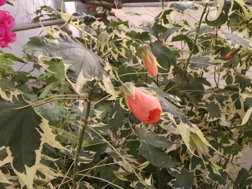 Souvenir De Bonn flowering maple with contrasting foliage by Studley Flower Gardens