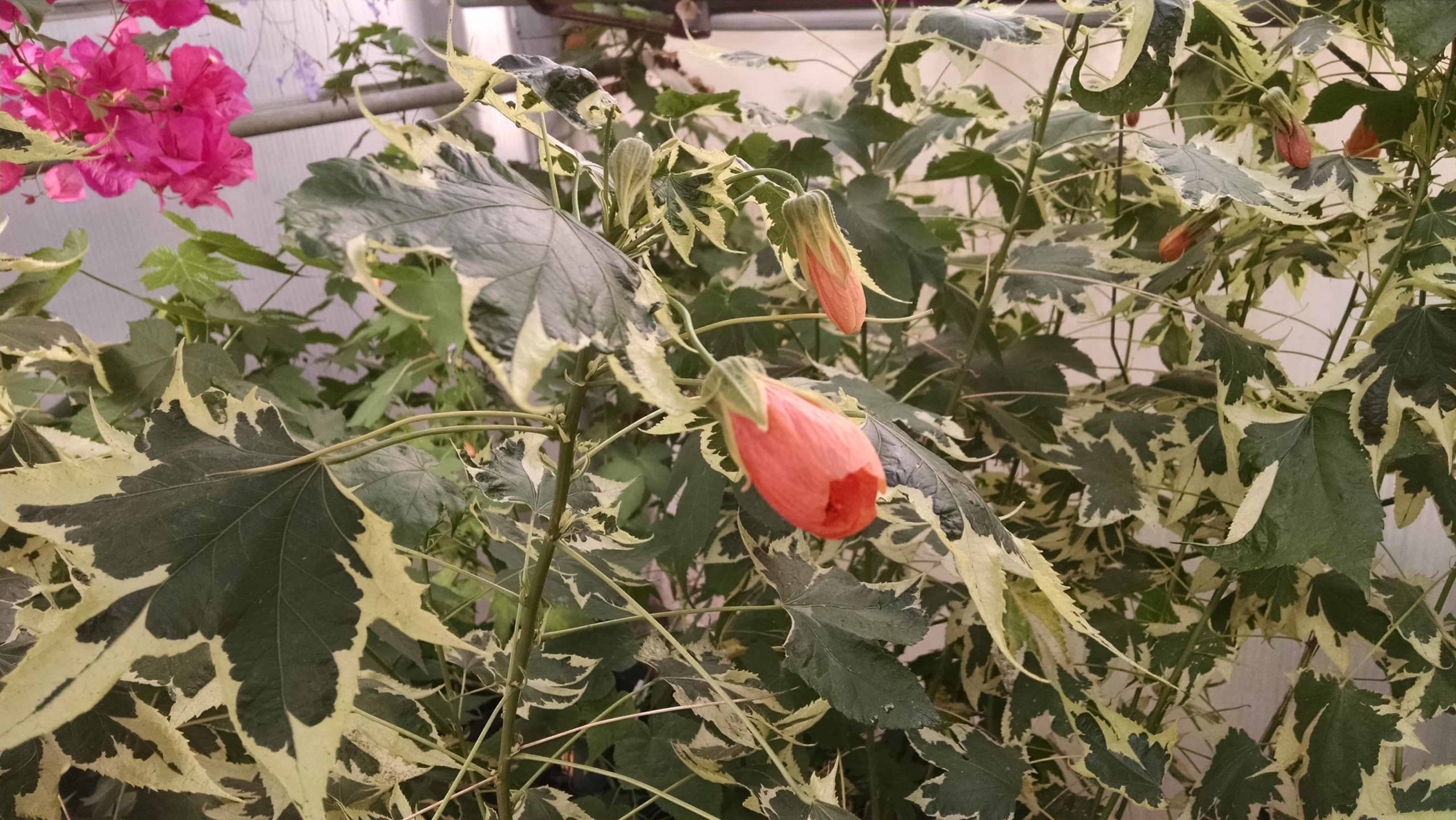 Souvenir De Bonn Flowering Maple
