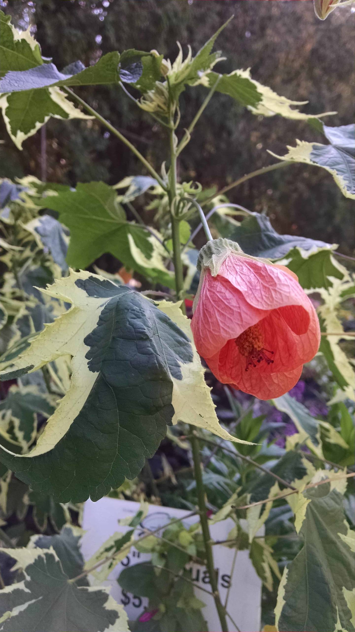 Souvenir De Bonn Flowering Maple - Image 2