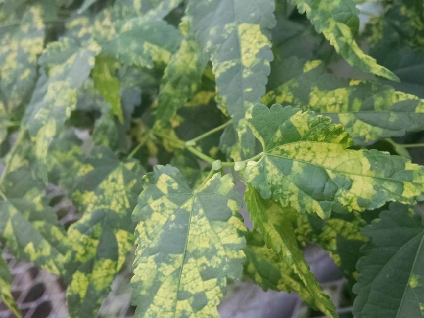 variegated chinese lanterns flowering maple detail image
