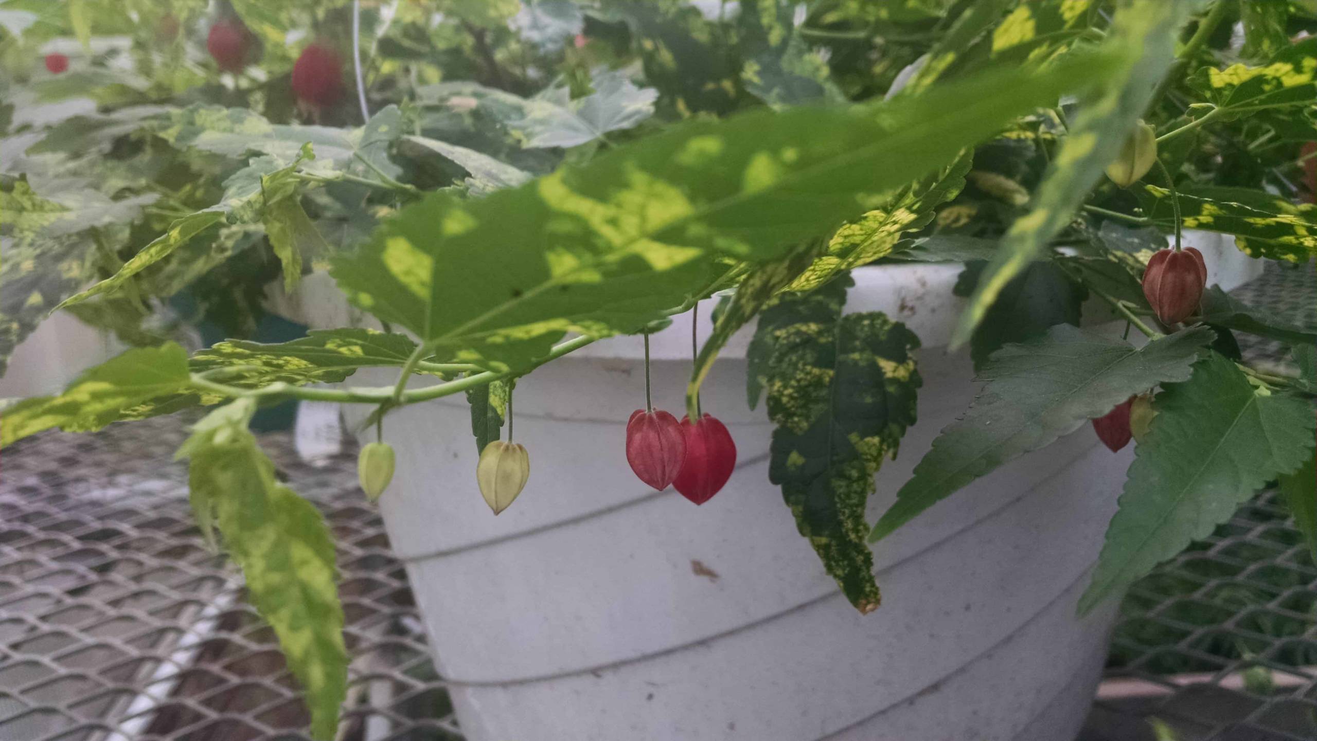 Variegated Chinese Lanterns Flowering Maple - Image 2