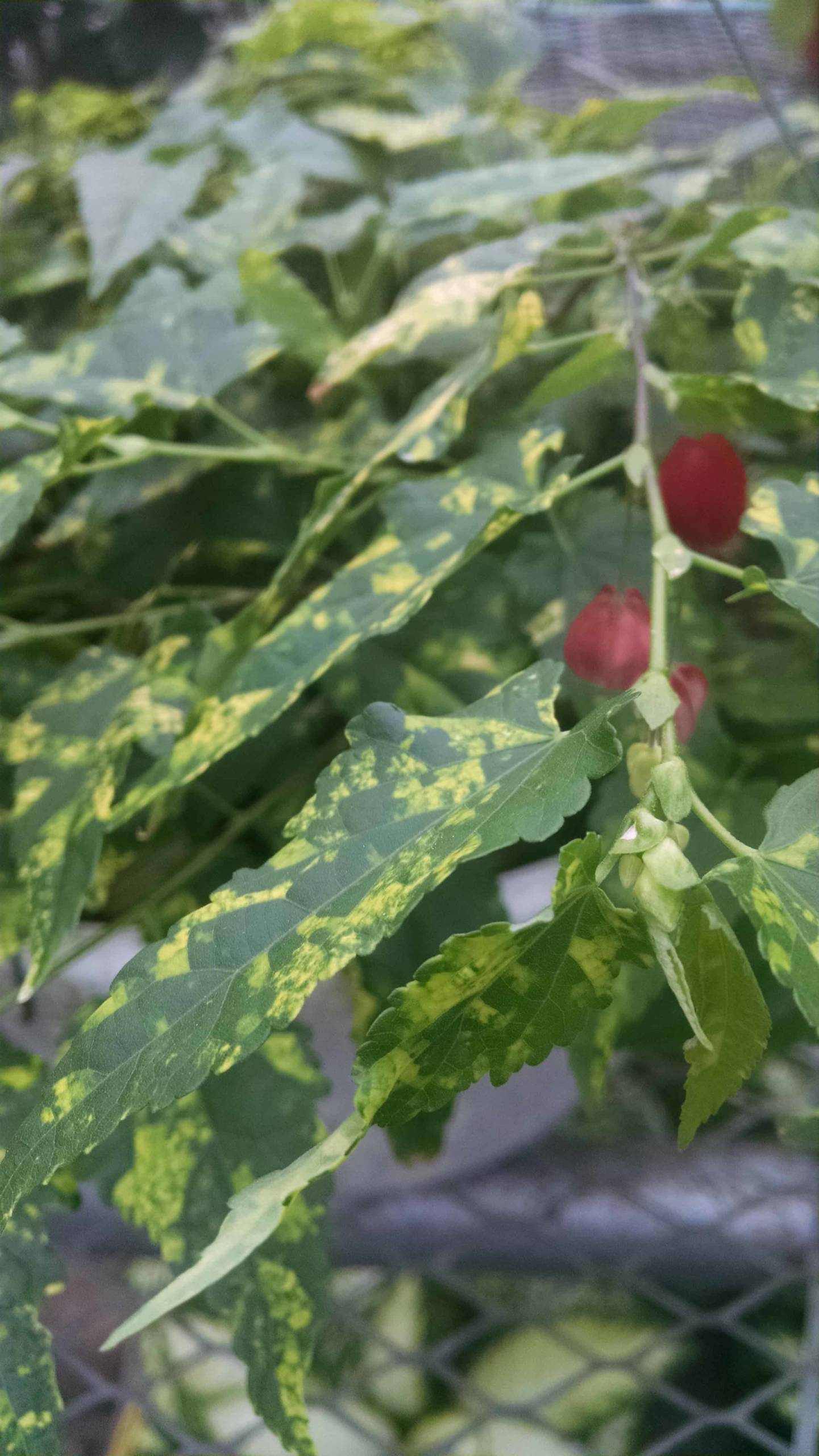 Variegated Chinese Lanterns Flowering Maple - Image 3