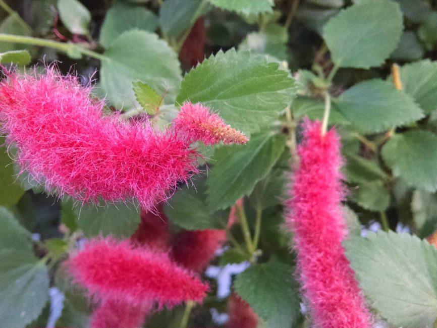 chenille plant detail image