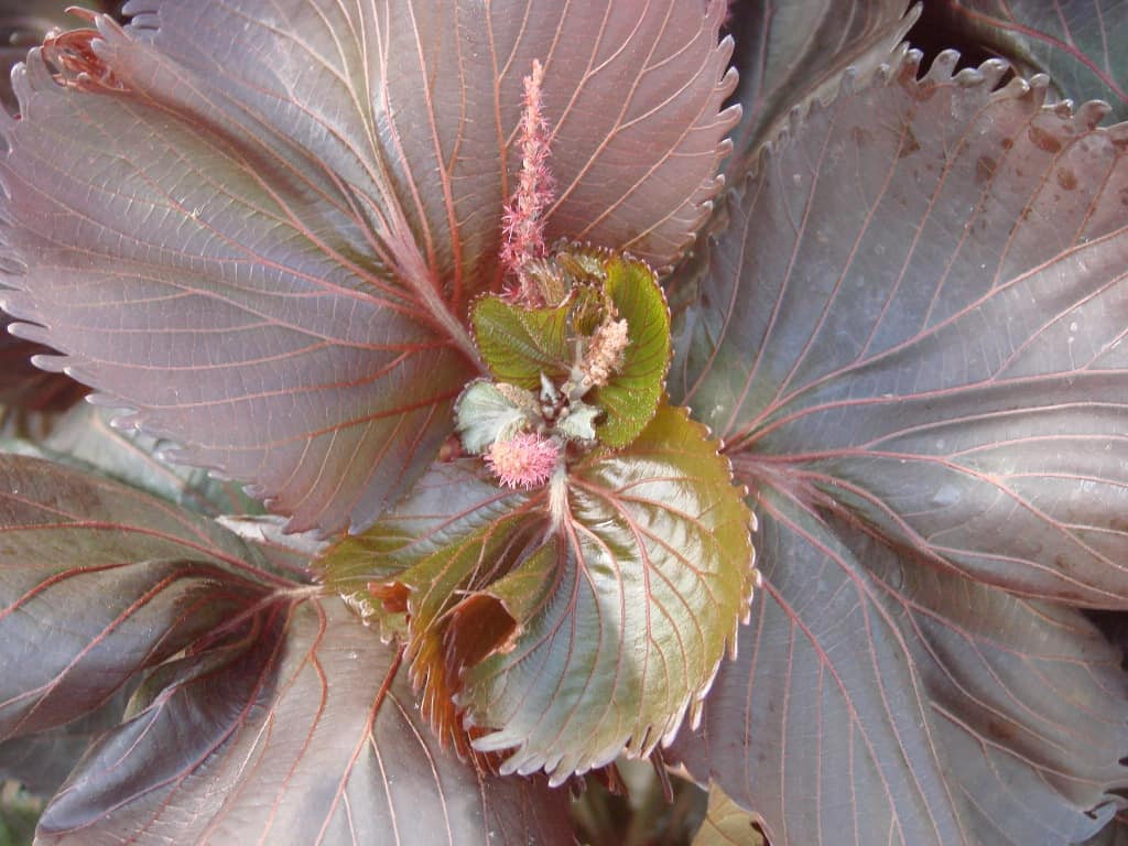 Haleakala Acalypha - Image 2